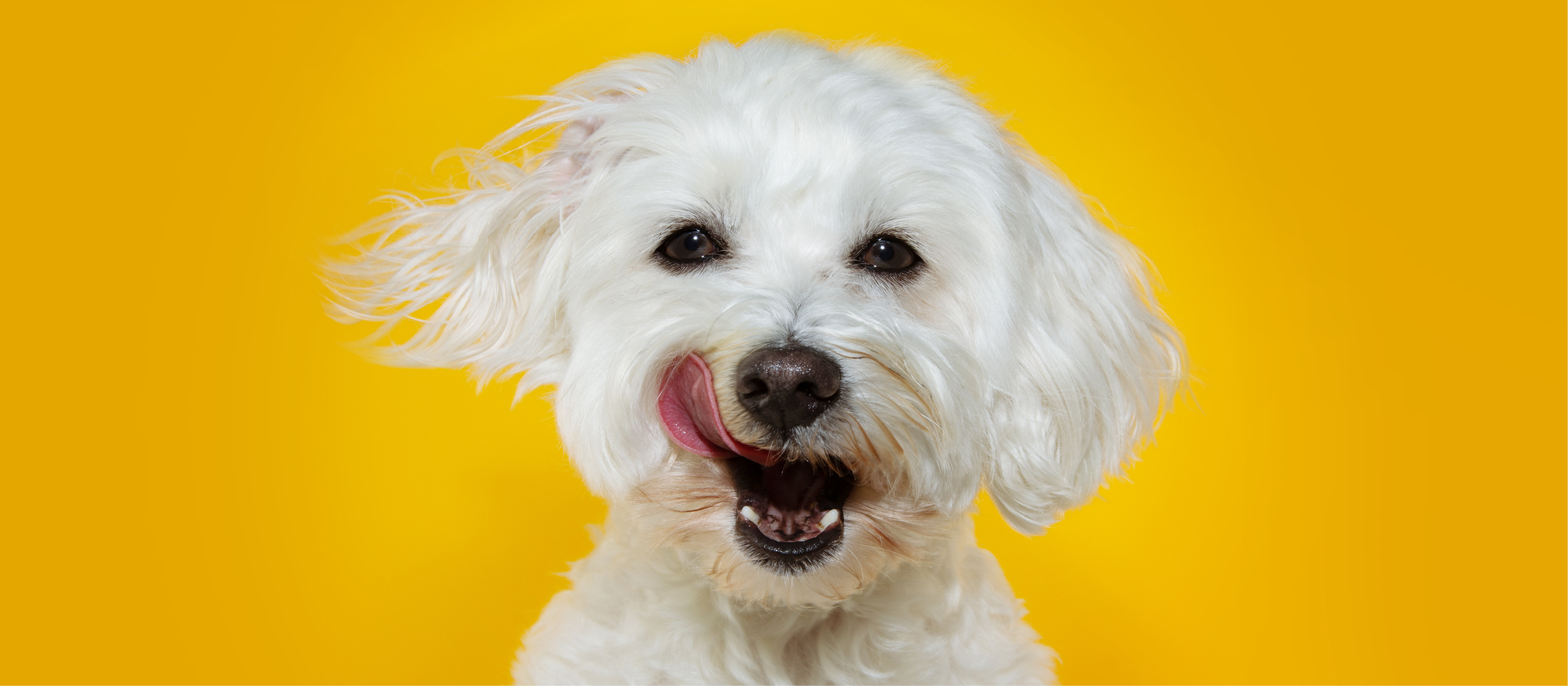 Dog health brand YuMOVE taps into pandemic pet boom